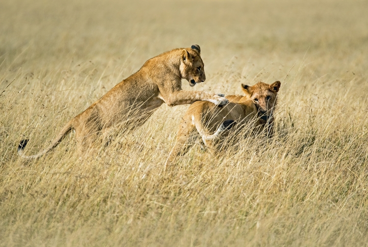 Original Play: Spielende Löwen (Foto: David Clode / Unsplash)
